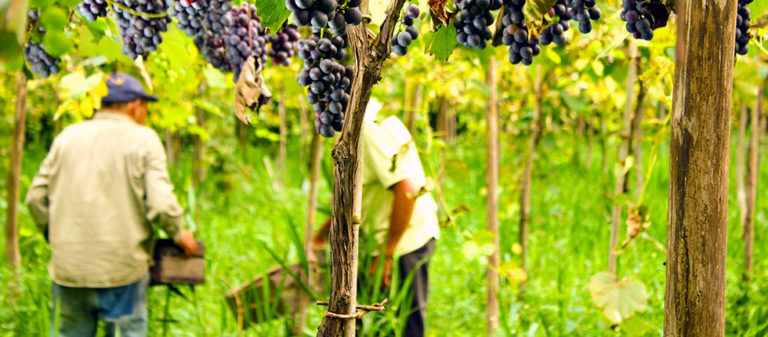 FIESTA DEL VINO DE LA COSTA EN BERISSO